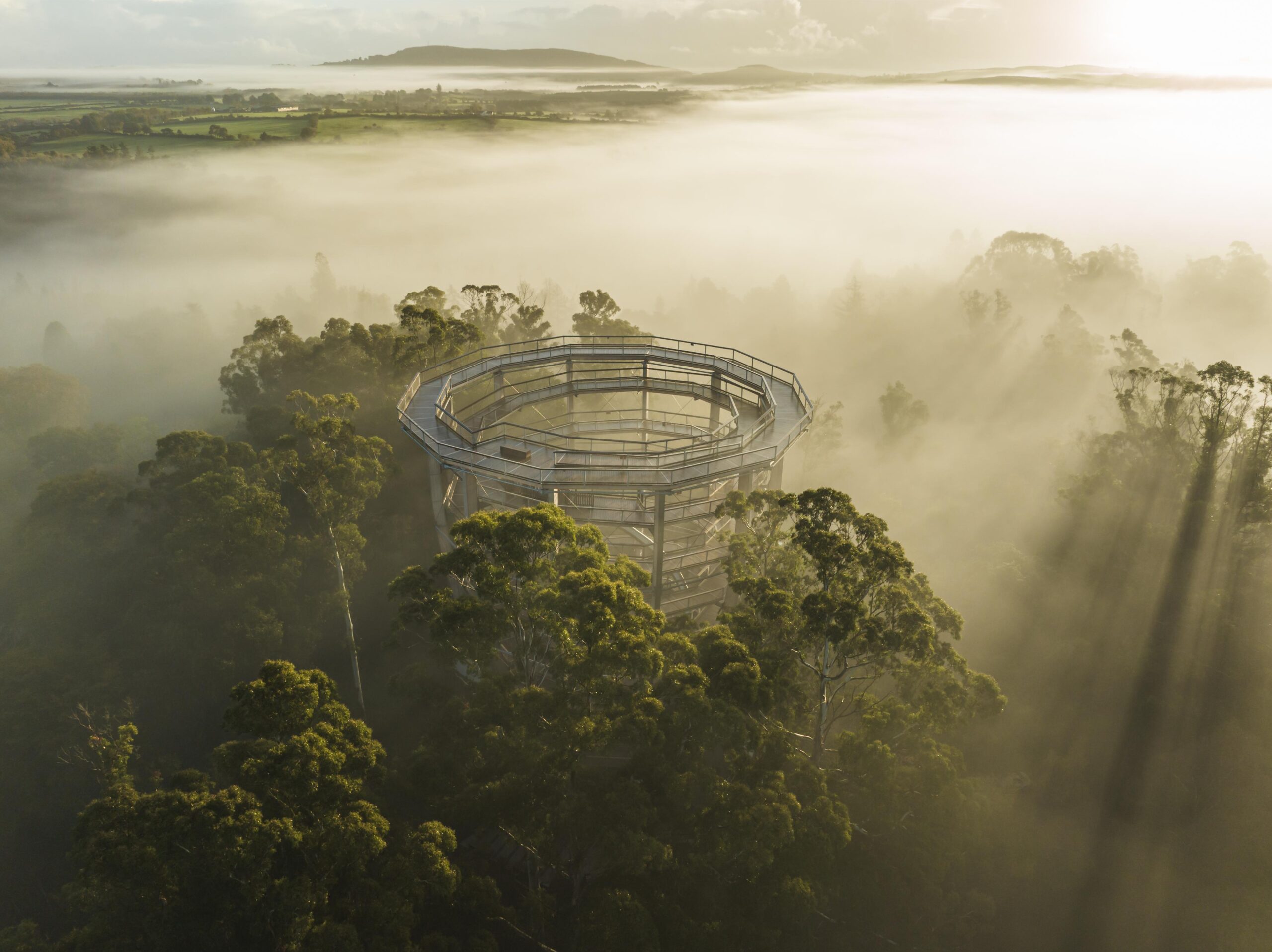 Explore Beyond the Trees Avondale